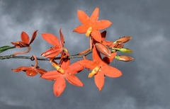 Prosthechea vitellina