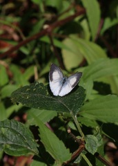 Udara akasa