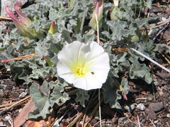 Calystegia collina