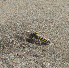 Stictia