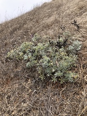 Lupinus albifrons collinus