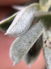 Lupinus albifrons collinus