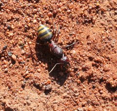 Camponotus aurocinctus
