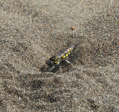 Stictia