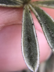 Lupinus albifrons collinus