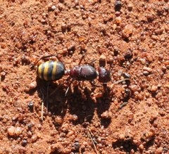 Camponotus aurocinctus