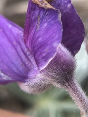 Lupinus albifrons collinus