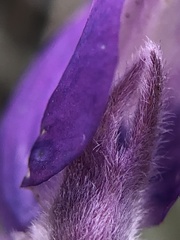 Lupinus albifrons collinus