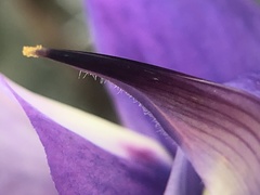 Lupinus albifrons collinus