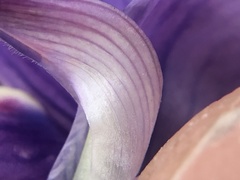 Lupinus albifrons collinus