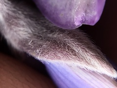 Lupinus albifrons collinus