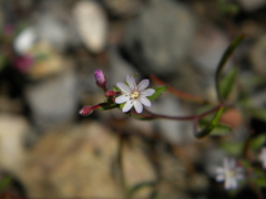 Epilobium minutum