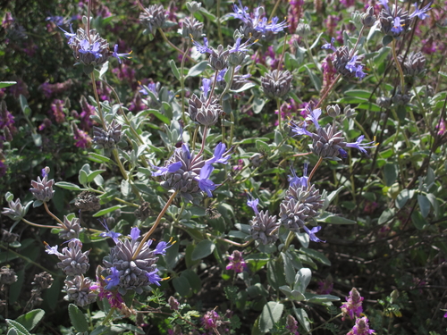Baja Sage (Salvia chionopeplica)