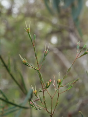 Darwinia biflora