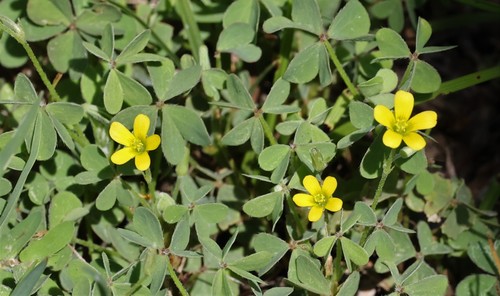 photo of Creeping Woodsorrel (Oxalis corniculata)