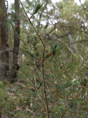 Darwinia biflora