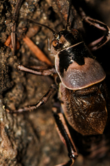 Cyphoderris