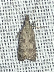 Dichomeris inversella