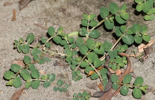 photo of Matted Sandmat (Euphorbia serpens)