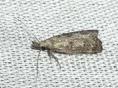 Dichomeris inversella