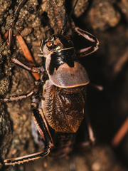 Cyphoderris