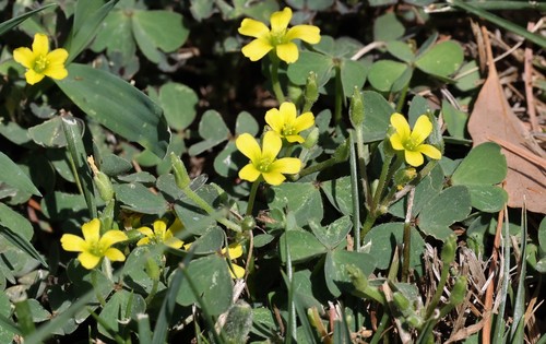 photo of Creeping Woodsorrel (Oxalis corniculata)