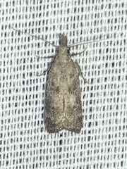 Dichomeris inversella