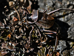 Cyphoderris