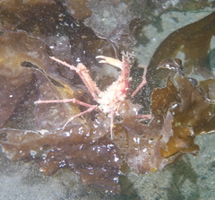 Chorilia longipes