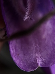 Lupinus albifrons collinus