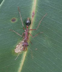 Myrmecia analis