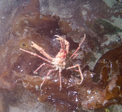 Chorilia longipes