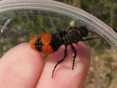 Dasymutilla clotho