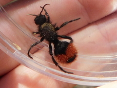 Dasymutilla clotho