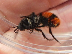 Dasymutilla clotho