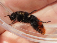 Dasymutilla clotho
