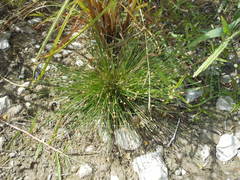 Eleocharis geniculata
