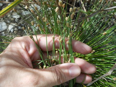 Eleocharis geniculata