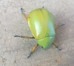 Chrysina macropus