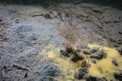 Bispira pacifica