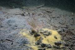 Bispira pacifica