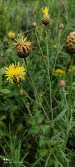 Centaurea orientalis