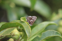 Catapaecilma major