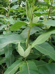 Asclepias syriaca