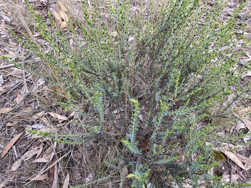 Image of Eutaxia diffusa by (c) Andrew Allen, some rights reserved (CC BY)