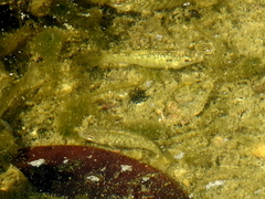 Floridichthys carpio
