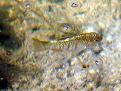 Floridichthys carpio