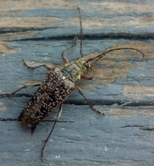 Anthophylax attenuatus