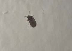 Stegobium