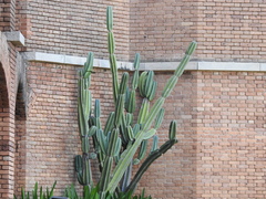 Cereus hexagonus